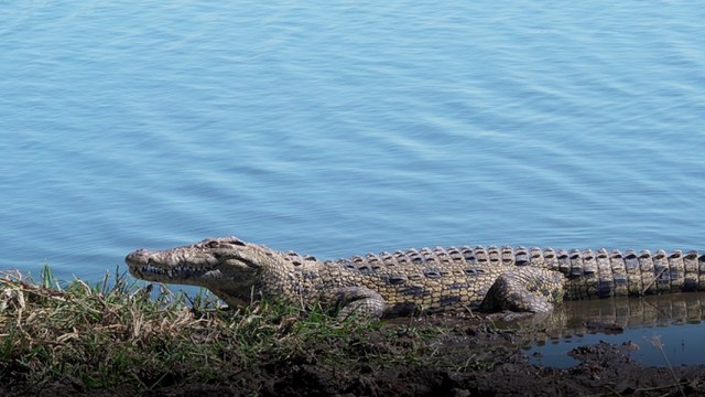 Buaya Muncul Di Kawasan Wisata Pantai Carocok Sumbar