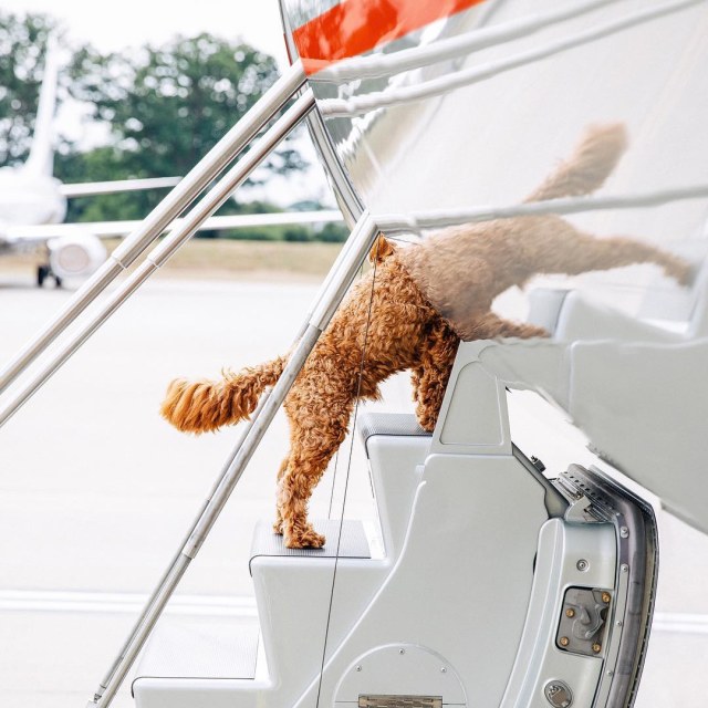 Ilustrasi anjing terbang dengan pesawat jet Foto: Instagram/VistaJet