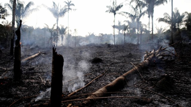 Batang pohon yang terbakar di hutan Amazon, Brasil. Foto: REUTERS/Bruno Kelly