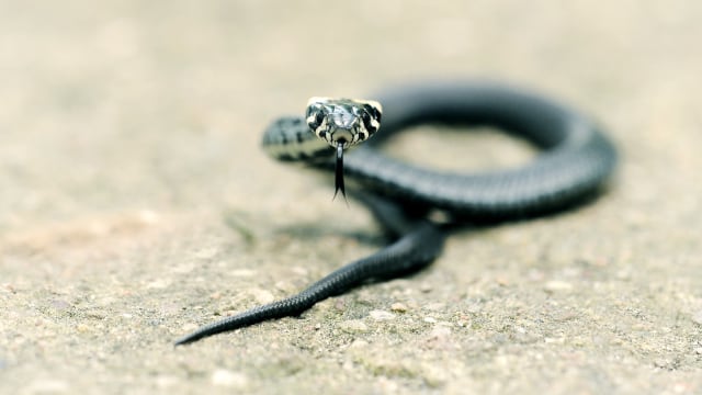 Begini Cara Tepat Penanganan Korban Gigitan Ular Menurut Standar WHO