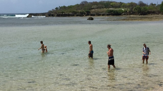 Hiu blacktip di Pantai Nusa Dua-Bali