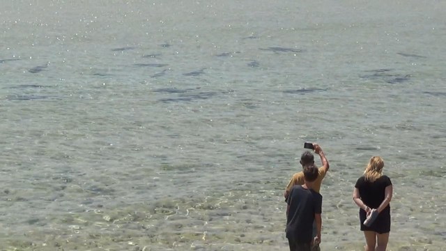 Turis berusaha mengambil gambar kawanan hiu di Nusa Dua (kanalbali/KAD)