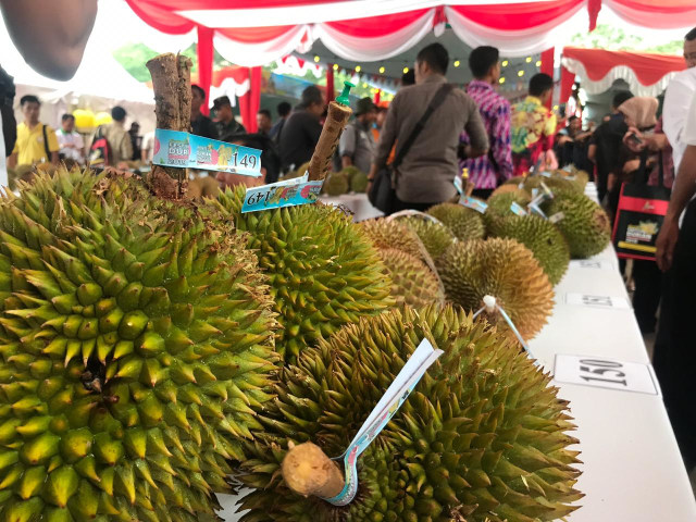 Buah durian yang diikutkan dalam penyelenggaraan Kontes Durian Bumi Khatulistiwa 2019. Foto: Teri/Hi!Pontianak