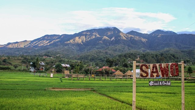 Hamparan pemandangan sawah dengan latar belakang Gunung Mambuliling di Desa Tondok Bakaru, Kecamatan Mamasa, Kabupaten Mamasa, Sulbar. Foto: Frendy