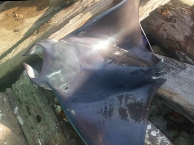 Ikan Pari Manta (Manta birostris) yang ditangkap dan dijual oleh warga di pasar di Kabupaten Maluku Tenggara, Maluku.  (Foto: istimewa)