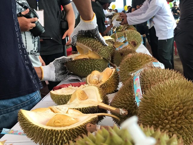 19 Durian Terbaik Indonesia ada di Kalimantan Barat (1)