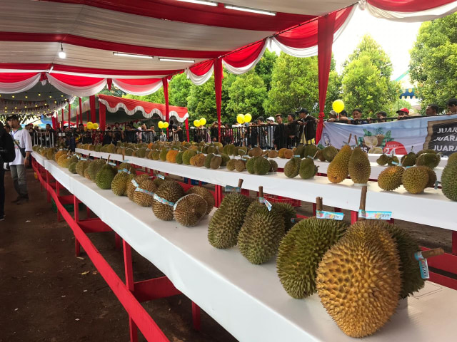 19 Durian Terbaik Indonesia ada di Kalimantan Barat (2)