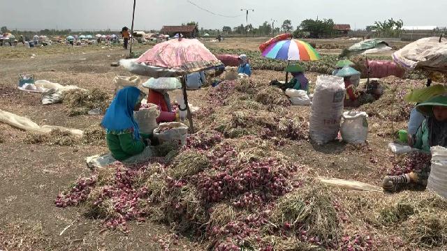 Ilustrasi petani panen bawang merah. (Foto: Yunar Rahmawan)