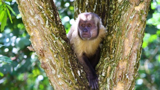 Monyet capuchin. Foto: pixabay/karygrabovski