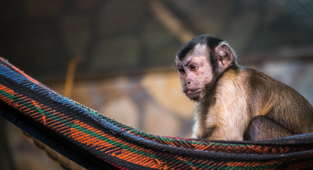 Monyet capuchin. Foto: pexels/Egor Kamelev