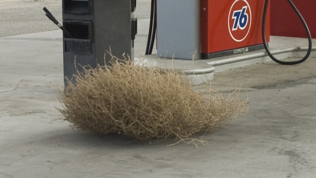 Ilustrasi tumbleweed atau gulma. Foto: A. Balet via Wikimedia Commons (CC BY 3.0)