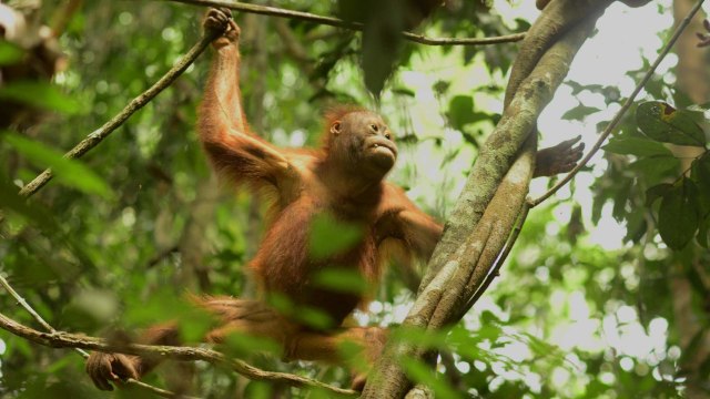 Satu individu Orangutan bernama Bonti belajar beraktivitas di atas pohon di sekolah hutan Centre for Orangutan Protection (COP) Borneo di Kabupaten Berau, Kalimantan Timur. Foto: ANTARA FOTO/HO/COP Borneo-Ruweti Nurpiana