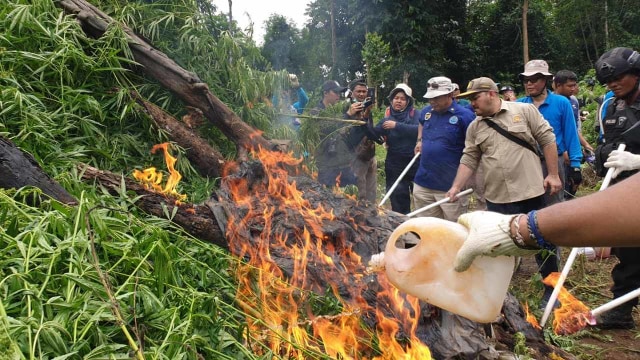 Tim gabungan  terdiri dari BNN, Polri, dan TNI, memusnahkan sebanyak 40.000 batang pohon ganja di wilayah pegunungan Seulawah Agama, Desa Pulo, Seulimum, Aceh Besar. Foto: Dok. BNN