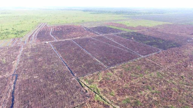 Jusuf Kalla: Pemerintah Moratorium Perluasan Kebun Sawit (182166)
