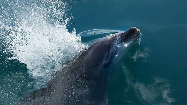 Lumba-lumba di Selandia Baru. Foto: ©Tim Clayton/Corbis via Getty Images