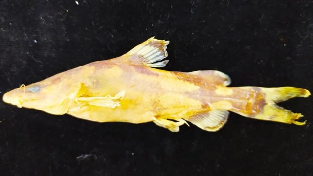 Spesies baru ikan Leiocassis rudicula. Foto: Museum Zoologicum Bogoriense (MZB) Pusat Penelitian Biologi LIPI