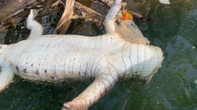 Seekor buaya ditemukan di Australia dengan kepala terpotong. Foto: Facebook