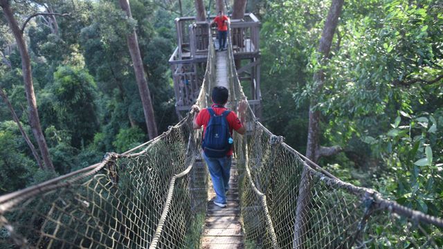 Wisatawan berjalan di atas Canopy Bridge Bukit Bangkirai di Kecamatan Samboja, Kutai Kartanegara, Kalimantan Timur. Foto: ANTARA FOTO/Akbar Nugroho Gumay