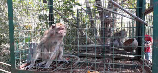 Monyet ekor panjang yang diamankan warga. Foto: Kumparan.
