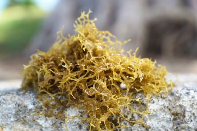 Ilustrasi rumput laut