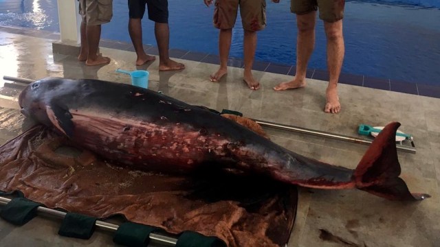 Seekor paus jenis The dwarf sperm whale (Kogia sima) ditemukan terdampar penuh luka di Kawasan Pantai Serangan, Senin (2/9). Foto: Dok. Istimewa