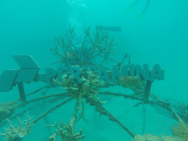 com-Upaya Pelestarian Ekosistem Laut Karimunjawa oleh Pertamina. Foto: Dok. Pertamina
