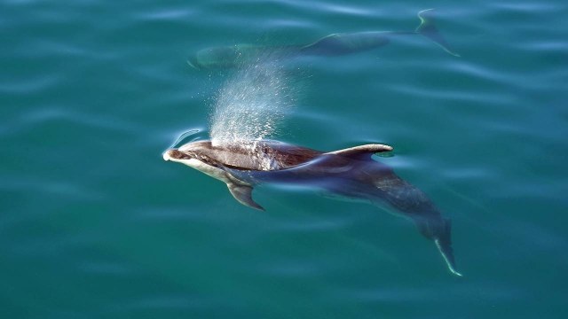 Lumba-lumba di Bay of Islands, Selandia Baru. Foto: Needpix
