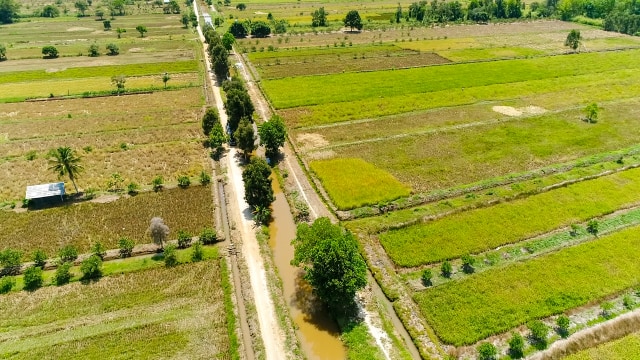 com-Lahan sawah rawa di Desa Kolam Kiri Dalam, Kalimantan Selatan Foto: Deshana Ryan Prasastya/kumparan