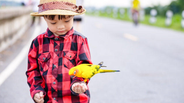 680 Gambar Burung Anak Kecil HD Terbaik