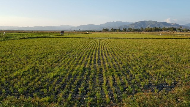 Seluas 800 hektare (Ha) sawah di Kabupaten Gorontalo gagal panen akibat kemarau dan rusaknya irigasi. Foto: Dokumen Banthayo.id