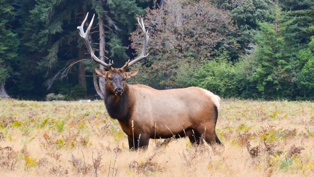 Ilustrasi elk atau rusa besar Foto: Pixabay/USA-Reiseblogger