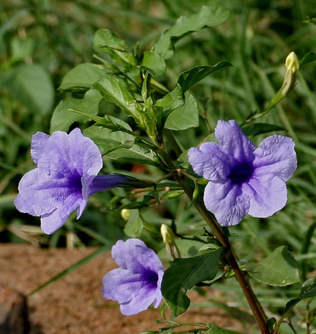 Zat antosianin pada bunga Ruellia dapat digunakan untuk mendeteksi boraks dan formalin pada makanan (sumber: wikipedia)