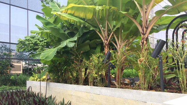 Tanaman project Enable Garden City di Funan Mall, Singapura. Foto: Lutfan Darmawan/kumparan