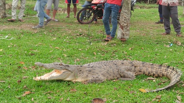 BUAYA sepanjang lebih dari dua meter naik ke darat dan masuk ke permukiman di halaman belakang rumah warga yang berjarak 200 meter dari Sungai Siak, Rabu, 4 September 2019.   