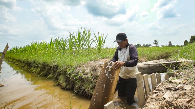 com-Purwanto, petani di lahan rawa Kolam Kiri Dalam, sedang mengatur pintu air yang mengatur arus air dari saluran sekunder ke saluran konektor. Foto: Deshana Ryan Prasastya/kumparan