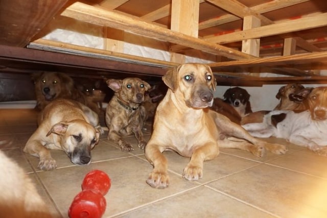 Anjing-anjing di rumah Chella. (Foto: Facebook Chella Phillips)