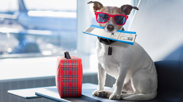 Ilustrasi Anjing di Bandar Udara.  Foto: Getty Images