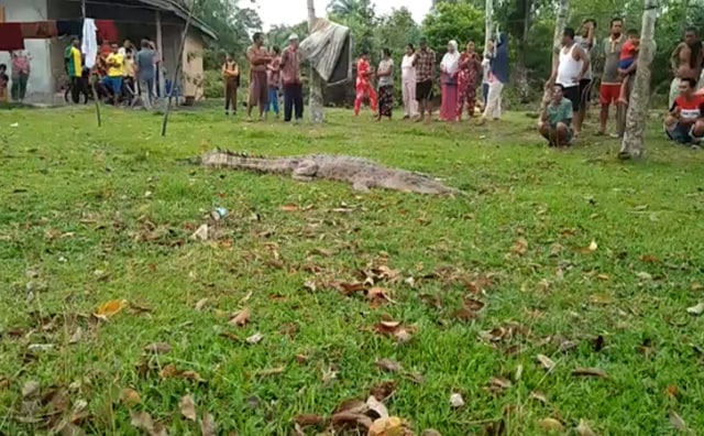 BUAYA Muara berada di pekarangan halaman rumah warga di Dusun Suak Siak, Merempan Hilir, Mempura, Kabupaten Siak, Rabu, 4 September 2019. 