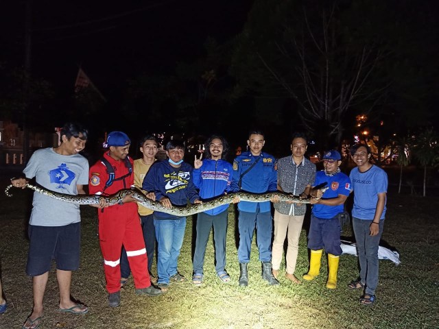 Tim Animal Rescue Damkar Kobar bersama mahasiswa menangkap ular phyton di halaman kampus Untama Pangkalan Bun. (Foto: Damkar Kobar)