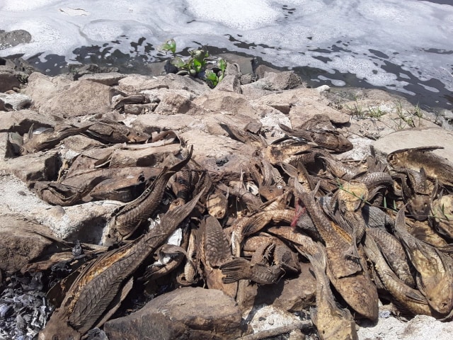 Sejumlah ikan sapu-sapu mati akibat sungai tercemar. Foto: Dok. koalisi persampahan nasional (KPNAS)