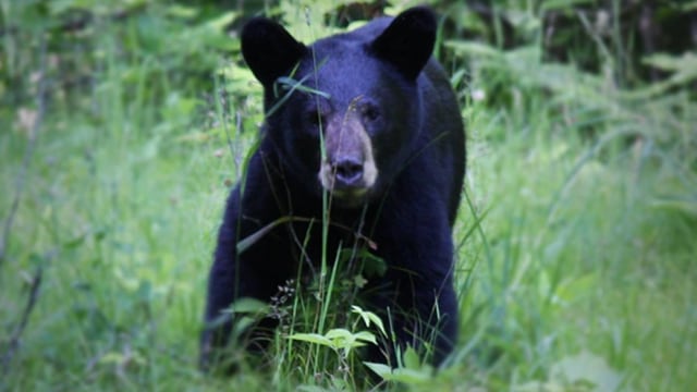 Ilustrasi beruang hutam Amerika. Foto: Pixnio