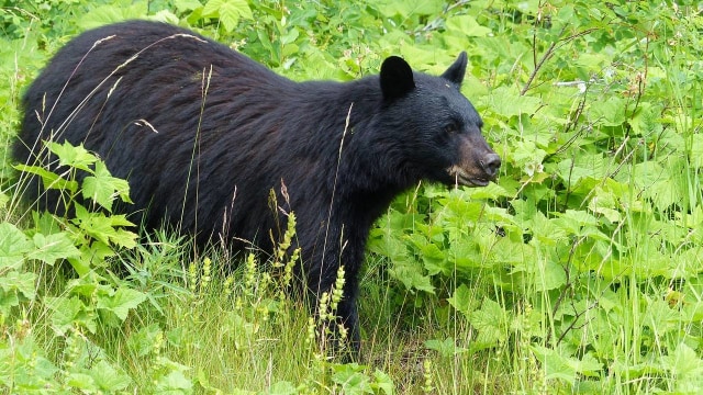 Ilustrasi beruang hutam Amerika. Foto: Needpix