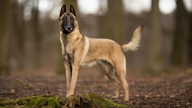 Ilustrasi Anjing Belgian Malinois. Foto: Getty Images