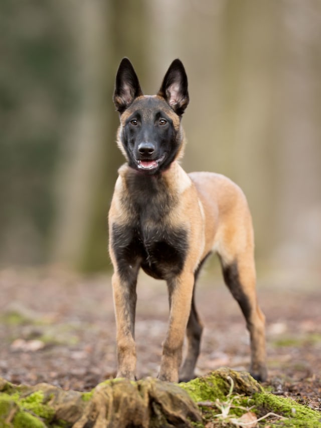 Ilustrasi Anjing Belgian Malinois. Foto: Getty Images
