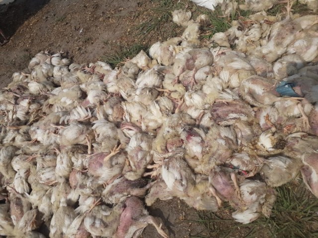 Ribuan ekor ayam potong milik Edyson yang mati akibat terpapar asap kebakaran lahan. (Foto: Joko Hardyono)