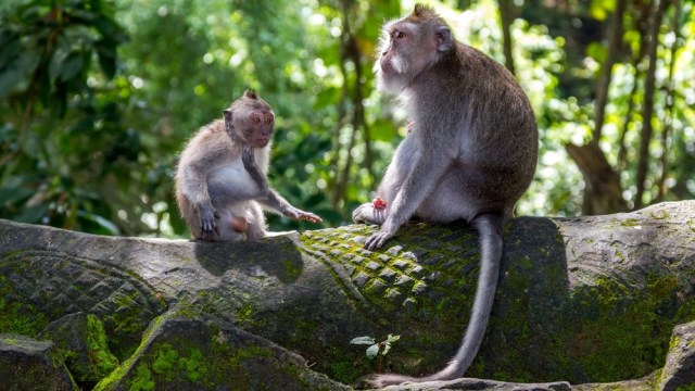 Monyet di Monkey Forest Ubud, Bali Foto: Shutterstock