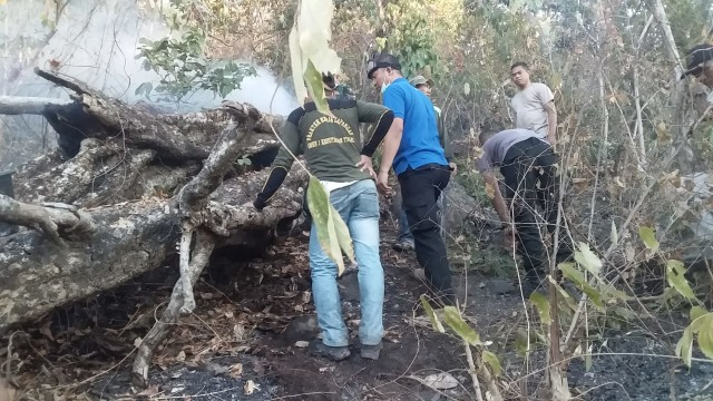 Kebakaran Hutan Lindung Egon Ilin Medo, Sikka, Capai 7,5 Hektare ...