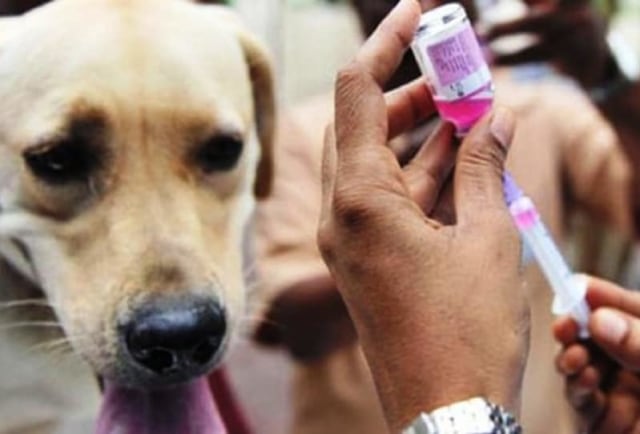Vaksinasi anjing perlu dilakukan untuk mencegha penularan rabies (dok.kanalbali)