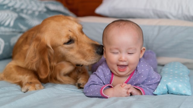 Bayi dan hewan peliharaan anjing. Foto: Shutterstock