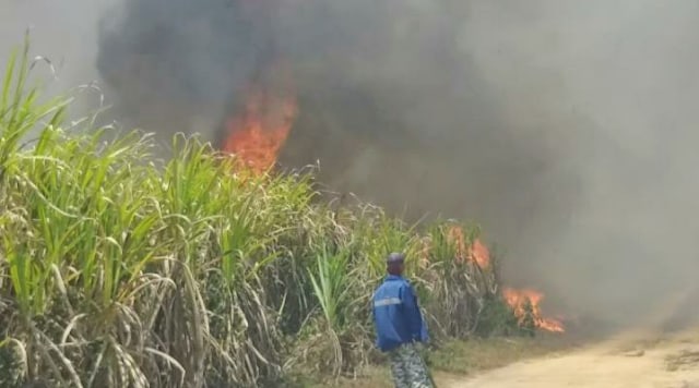 kebakaran lahan di area perkebunan tebu milik PTPN VII Sumsel (Foto: istimewa)